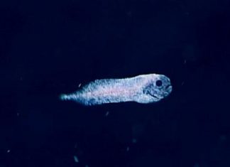 Imut-imut !!, Ini dia ikan penghuni laut dalam
