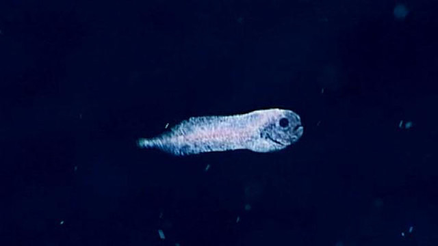 ikan_lucu