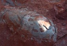 Telah ditemukan telur dinosaurus berusia 130 tahun di china