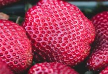 Apa itu gejala tryopophobia?